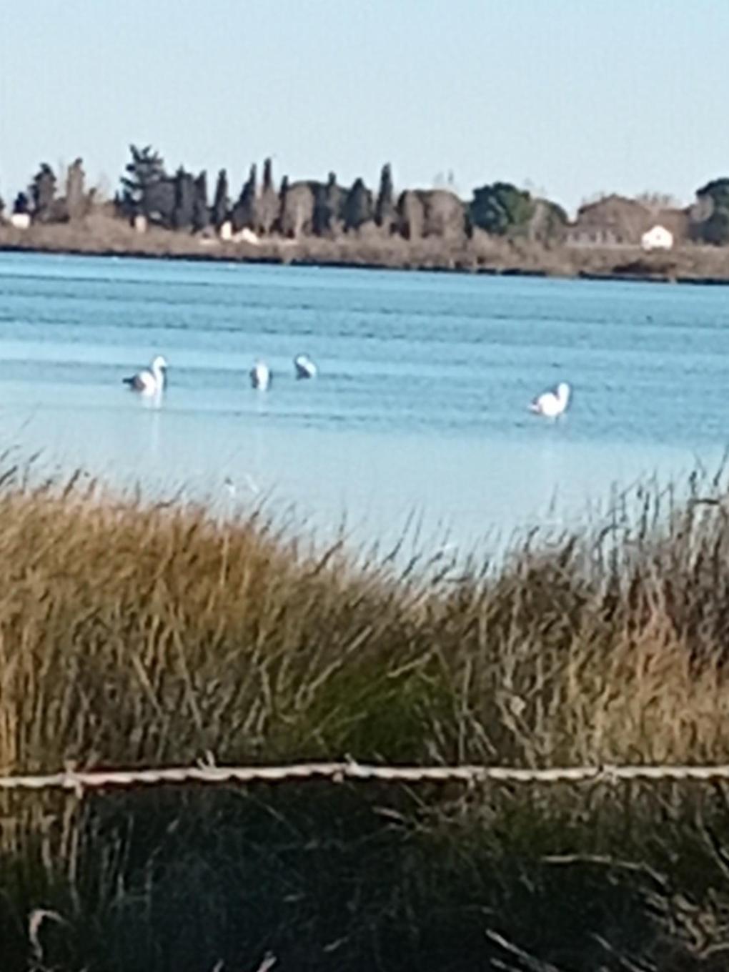 Aigues Mortes Studio De Vacances En Camargue 外观 照片